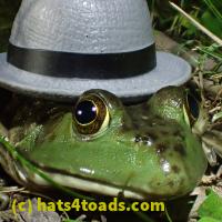 /home//u458753944/public_html/sourcegallery//Frogs/More bullfrogs/P7010219.JPG